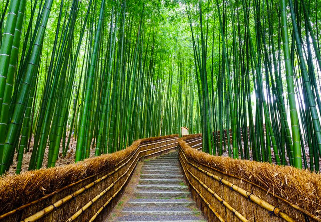 tour giappone kyoto arashiyama - autunno 2024 - sogna viaggi