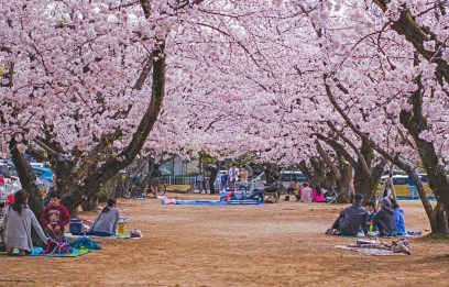 Tour Panorami Giapponesi - primavera 2024 - Sogna Viaggi